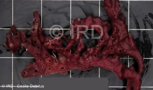 Haliclona sp - (4858) - Tuamotu - Raroia