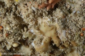 Haliclona sp - (4871) - Societe - Tahiti