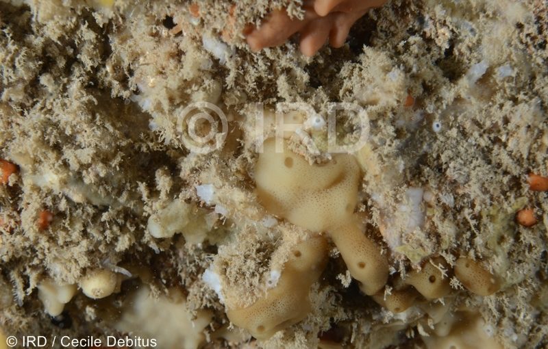 Haliclona sp - (4871) - Societe - Tahiti