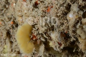 Haliclona sp - (4872) - Societe - Tahiti