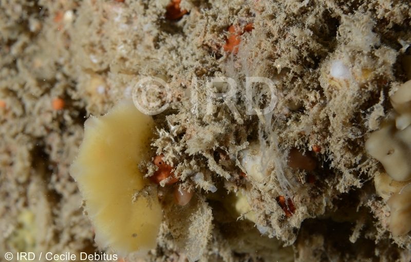 Haliclona sp - (4872) - Societe - Tahiti