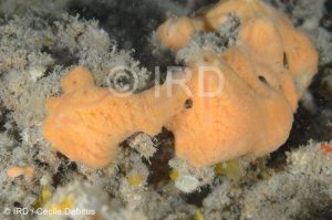 Haliclona sp - (4873) - Societe - Tahiti