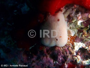 Halisarca laxus - Tuamotu - Toau