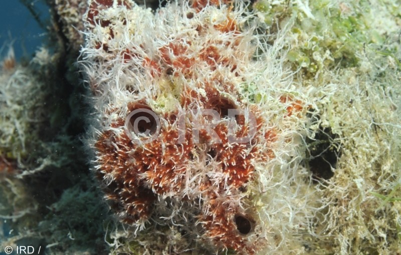 Halisarca sp (1231) - Tuamotu - Hao