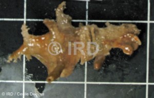 Hyattella sp (4865) - Societe - Tahiti