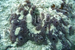 Hymeniacidon sp - (4898) - Tuamotu - Rangiroa