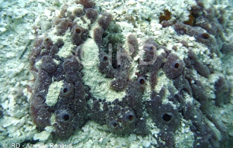 Hymeniacidon sp - (4898) - Tuamotu - Rangiroa