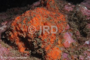 Hymerhabdia sp (4743) - Marquises - Nuku Hiva