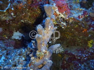 Hyrtios sp (3466) - Societe - Tahiti