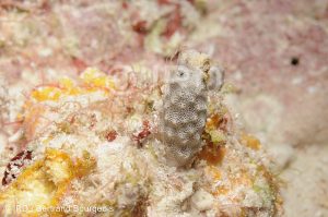 Hyrtios sp - (778) - Tuamotu - Fakarava