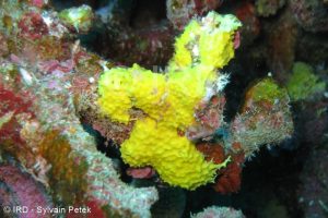 Ianthella reticulata - (2668) - Tuamotu - Takaroa