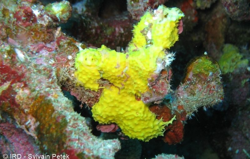 Ianthella reticulata - (2668) - Tuamotu - Takaroa
