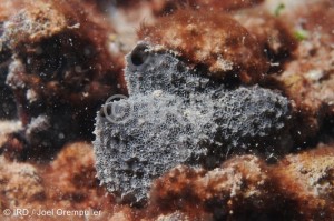 Lamellodysidea (2538) - Societe - Tahiti