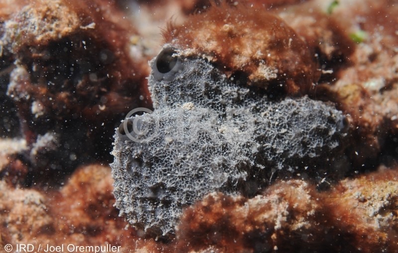 Lamellodysidea (2538) - Societe - Tahiti