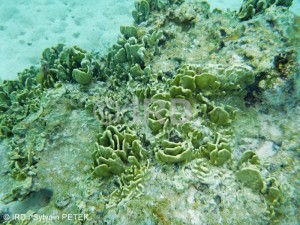 Lamellodysidea herbacea - Societe - Moorea