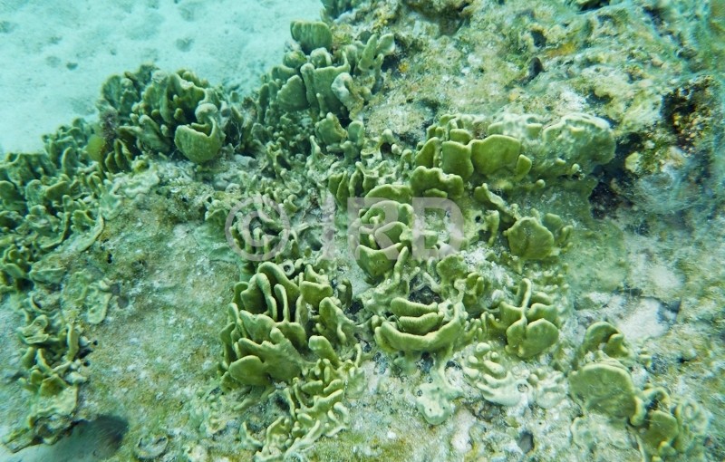 Lamellodysidea herbacea - Societe - Moorea