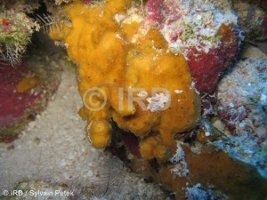 Lamellodysidea sp (4896) - Tuamotu - Tikehau