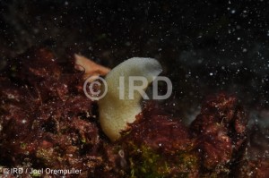 Leucaltis sp - Marquises - Tahuata