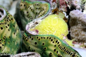 Leucandra sp - (4854) - Australes - Tubuai