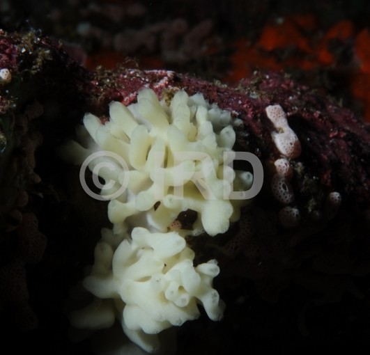 Leucascus sp - Marquises - Nuku Hiva