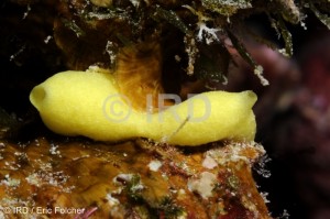 Leucetta chagosensis - Tuamotu - Rangiroa