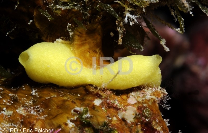 Leucetta chagosensis - Tuamotu - Rangiroa