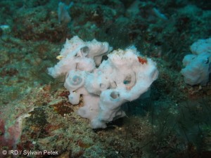 Leucetta microraphis - (1065) - Societe - Tahiti