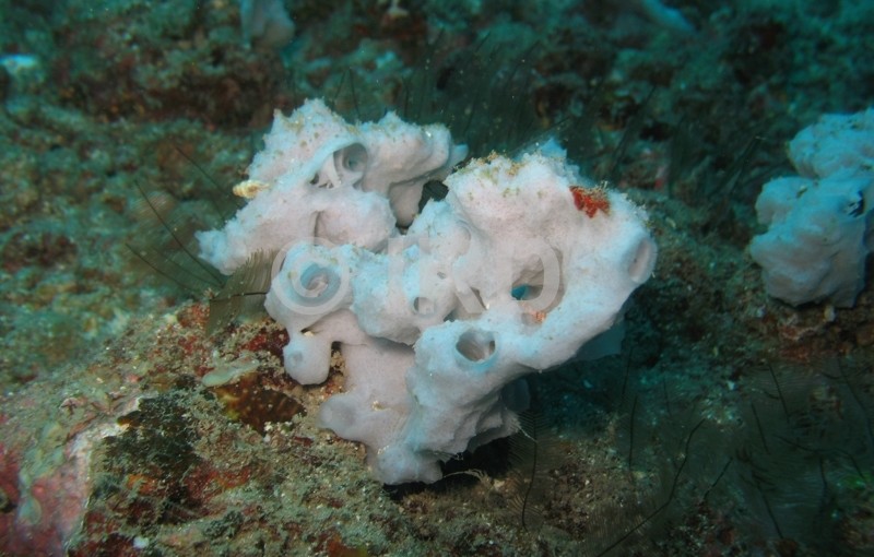 Leucetta microraphis - (1065) - Societe - Tahiti