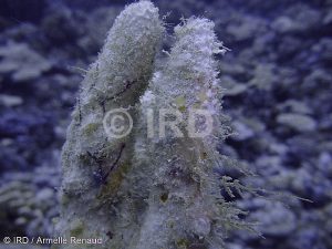 Luffariella sp - (1227) - Tuamotu - Fakarava