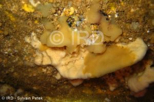 Microscleroderma sp 1- Marquises - Nuku Hiva