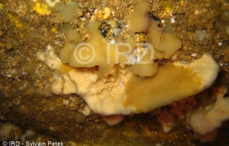 Microscleroderma sp 1- Marquises - Nuku Hiva