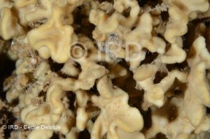 Microscleroderma sp 2 - Societe - Tahiti