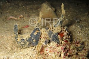Microtylostylifer sp - (0785) - Marquises - Nuku Hiva