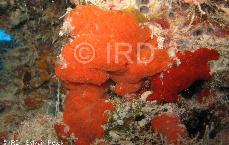 Microxina sp - (4860) - Tuamotu - Fakarava