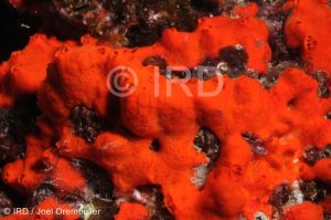 Monanchora sp - (4696) - Marquises - Tahuata