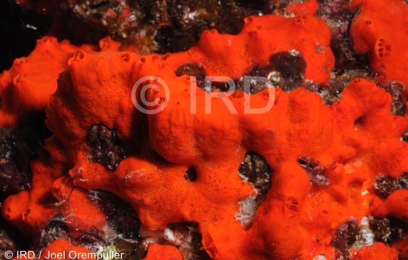 Monanchora sp - (4696) - Marquises - Tahuata