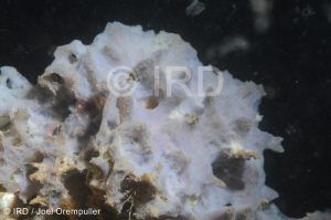 Mycale (zygomycale) - (2635) - Marquises - Nuku Hiva