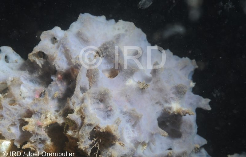 Mycale (zygomycale) - (2635) - Marquises - Nuku Hiva