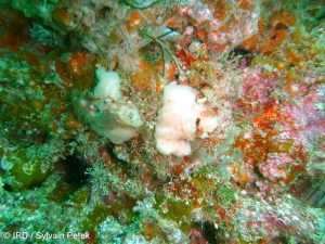 Negombo sp (4210) - Marquises - Ua Huka