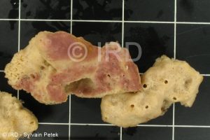 Neopetrosia exigua - (0002) - Marquises - Fatu Hiva