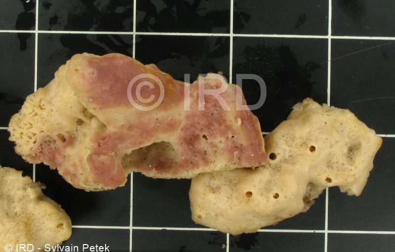 Neopetrosia exigua - (0002) - Marquises - Fatu Hiva