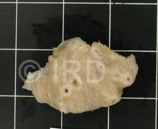 Topsentia sp (4695) - Marquises - Fatu Hiva