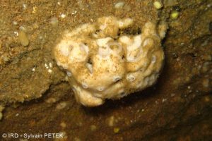 Petrosia (petrosia) sp - (4710) - Marquises - Nuku Hiva