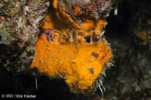 Phakellia carduus - (0107) - Tuamotu - Hao