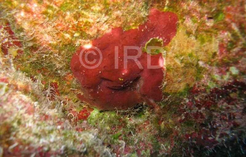 Phakellia sp - (4859) - Tuamotu - Takaroa