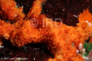 Phoriospongia sp - (1599) - Marquises - Nuku Hiva