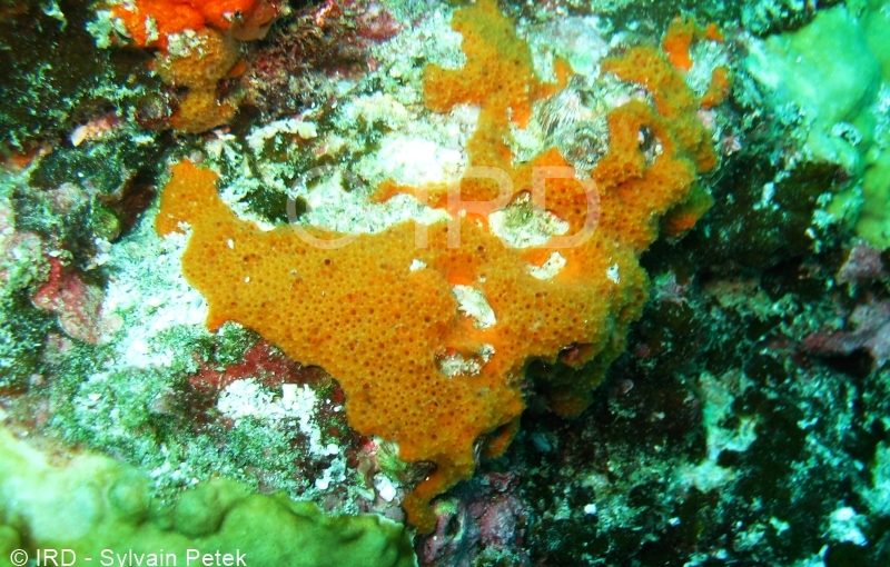 Phoriospongia sp - (3715) - Marquises - Ua Pou