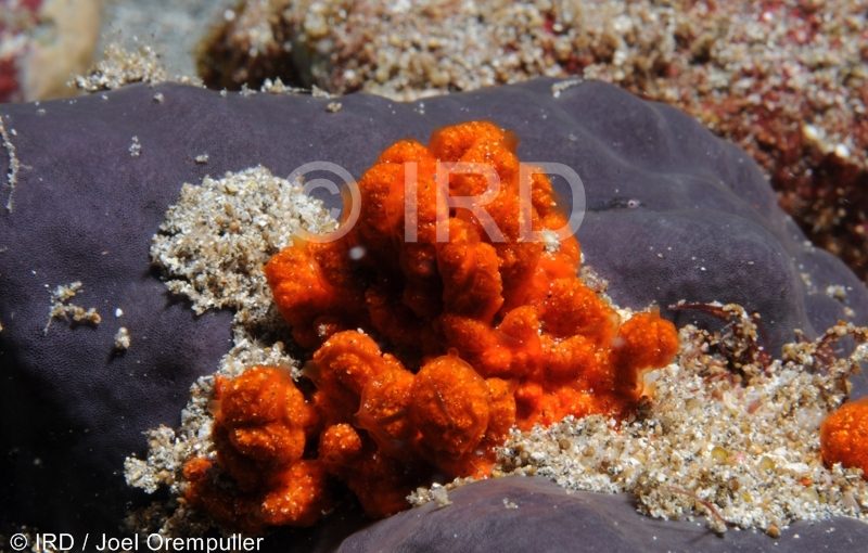 Phoriospongia sp - (3730) - Marquises - Fatu Hiva