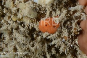 Plakinastrella sp - (4892) - Societe - Tahiti