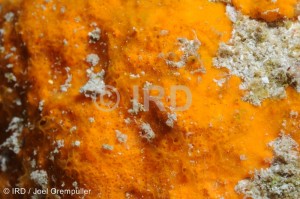 Prosuberites sp (1680) - Societe - Raiatea